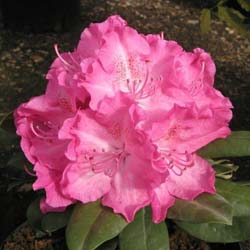 Rododendro rosa 'Germania'